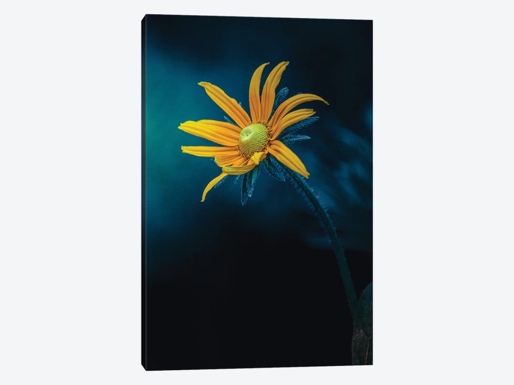 Epic Deep Blue Light Yellow Flower by Nik Rave 1-piece Canvas Print