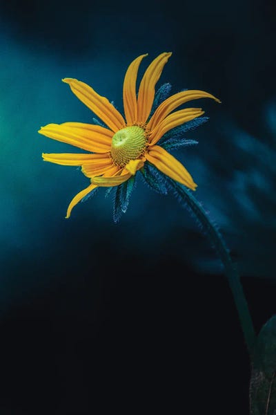 Nik Rave: Epic Deep Blue Light Yellow Flower by Nik Rave
