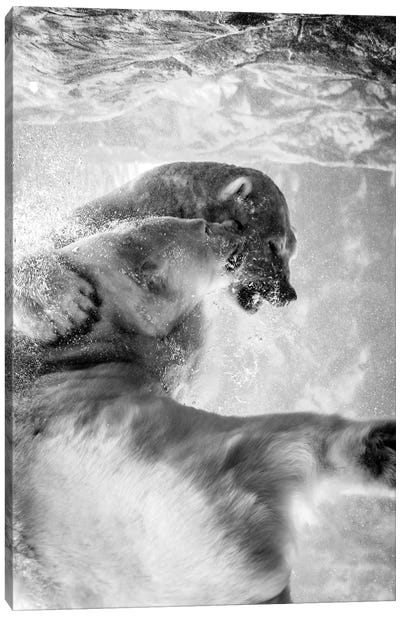 Polar Bears Fighting Underwater In Black And White Canvas Art Print - Polar Bear Art