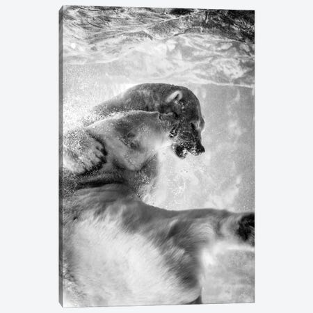 Polar Bears Fighting Underwater In Black And White Canvas Print #NRV56} by Nik Rave Canvas Artwork