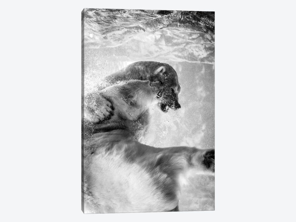 Polar Bears Fighting Underwater In Black And White by Nik Rave 1-piece Canvas Art Print