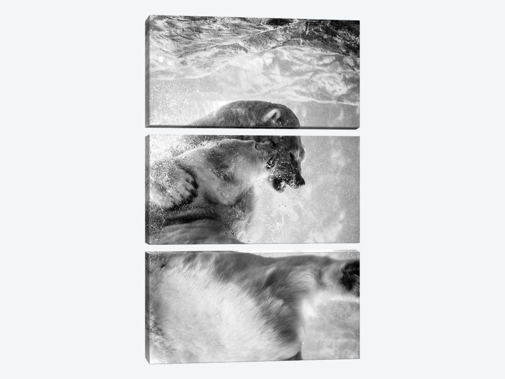 Polar Bears Fighting Underwater In Black And White by Nik Rave 3-piece Canvas Print