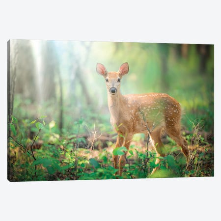 Fawn Deer In A Morning Light Beams Canvas Print #NRV571} by Nik Rave Canvas Art