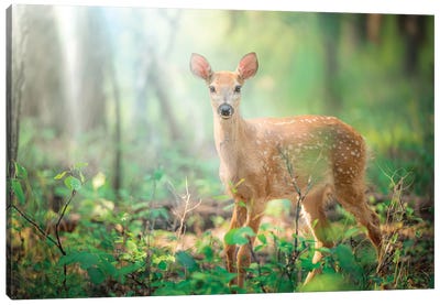 Fawn Deer In A Morning Light Beams Canvas Art Print - Nik Rave