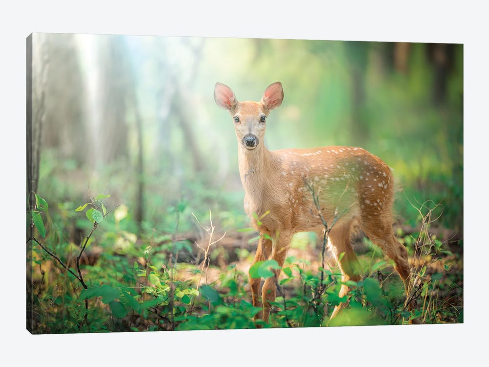 Fawn Deer In A Morning Light Beams by Nik Rave 1-piece Canvas Artwork