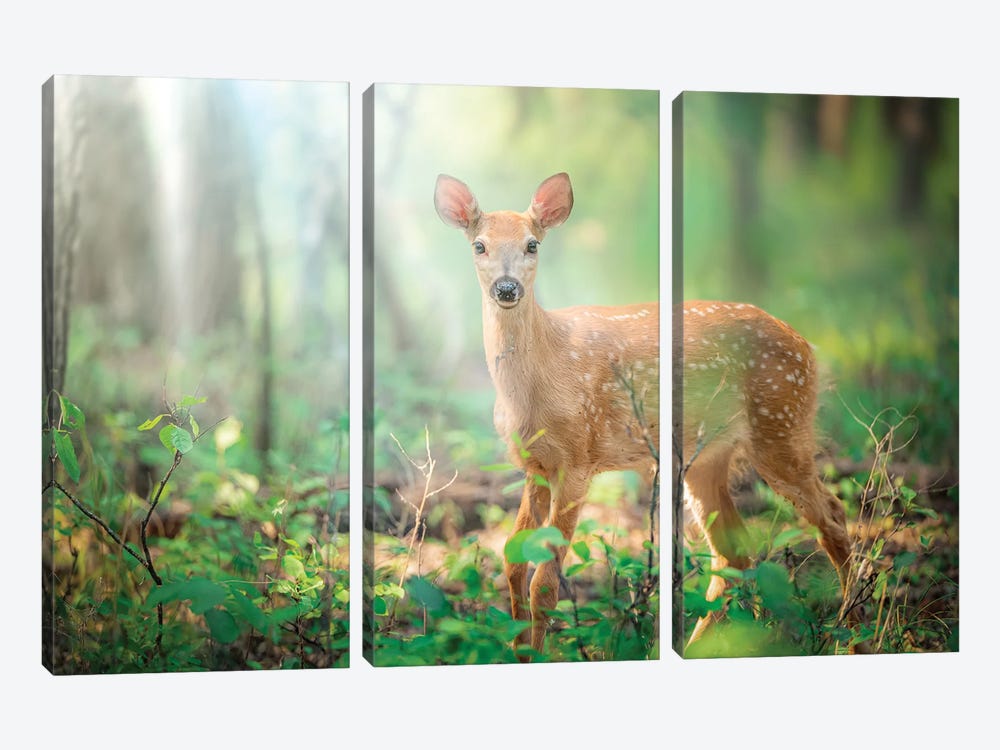 Fawn Deer In A Morning Light Beams by Nik Rave 3-piece Canvas Artwork