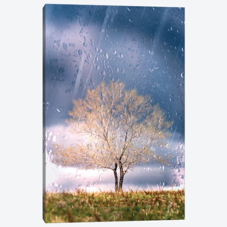 Beautiful Lonely Tree In The Morning Light Through The Window. Canvas Print #NRV572} by Nik Rave Canvas Wall Art