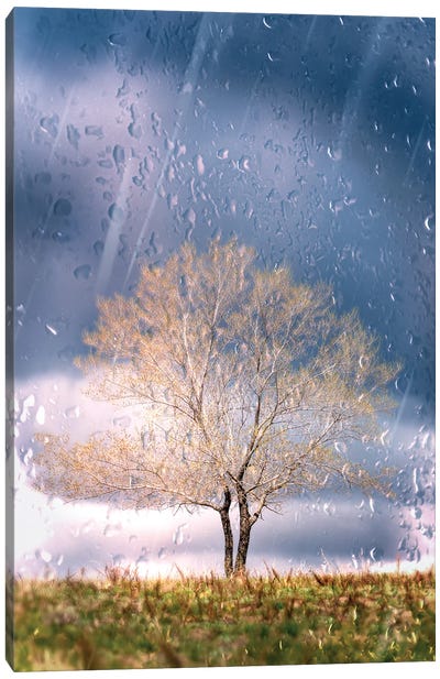 Beautiful Lonely Tree In The Morning Light Through The Window. Canvas Art Print - Nik Rave