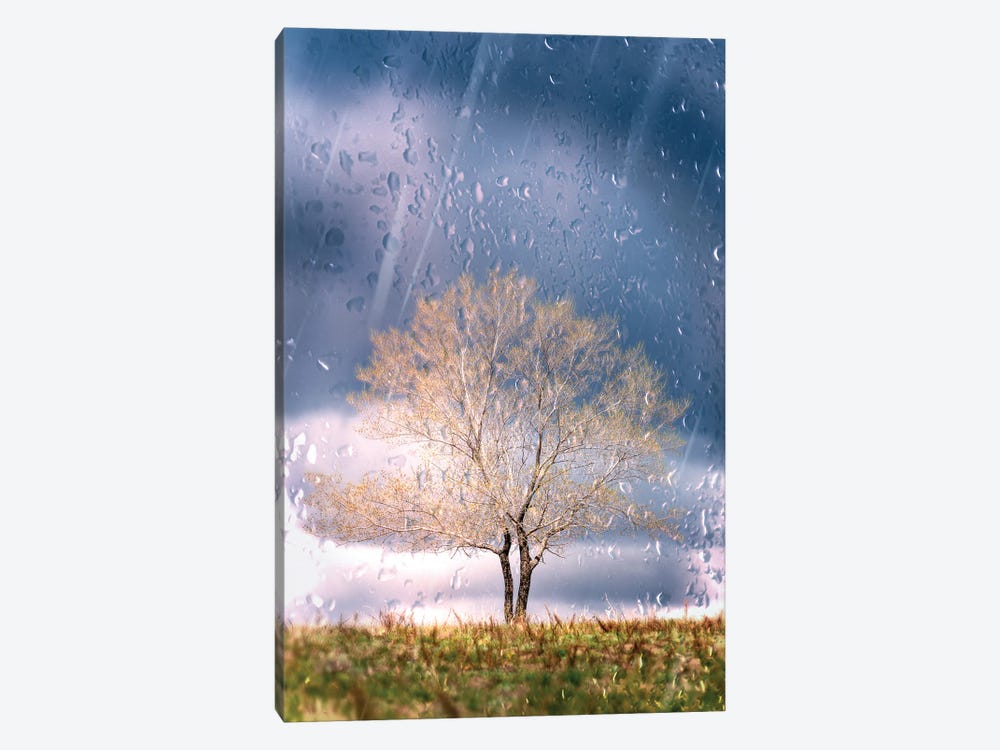 Beautiful Lonely Tree In The Morning Light Through The Window. by Nik Rave 1-piece Canvas Print