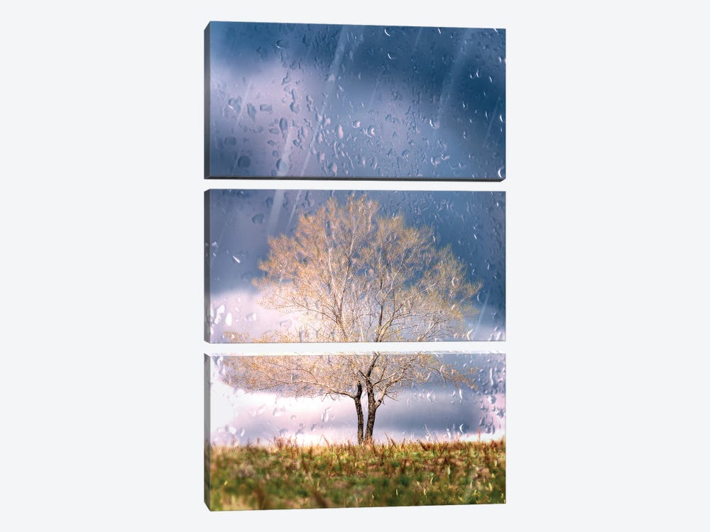 Beautiful Lonely Tree In The Morning Light Through The Window. by Nik Rave 3-piece Canvas Print