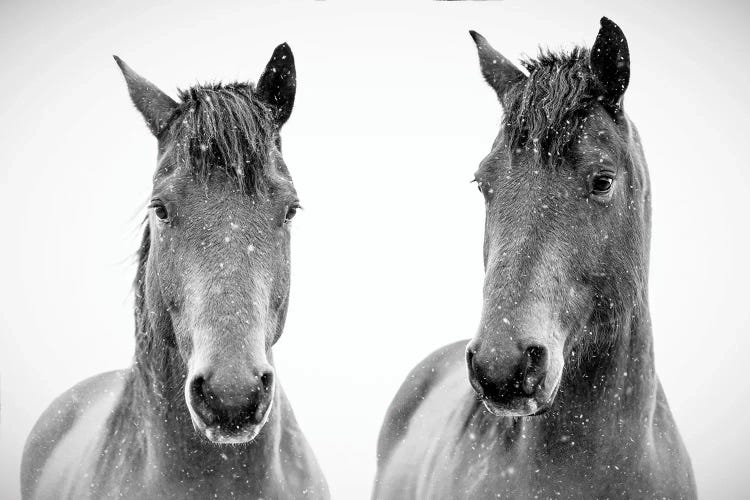 Brothers Ponies