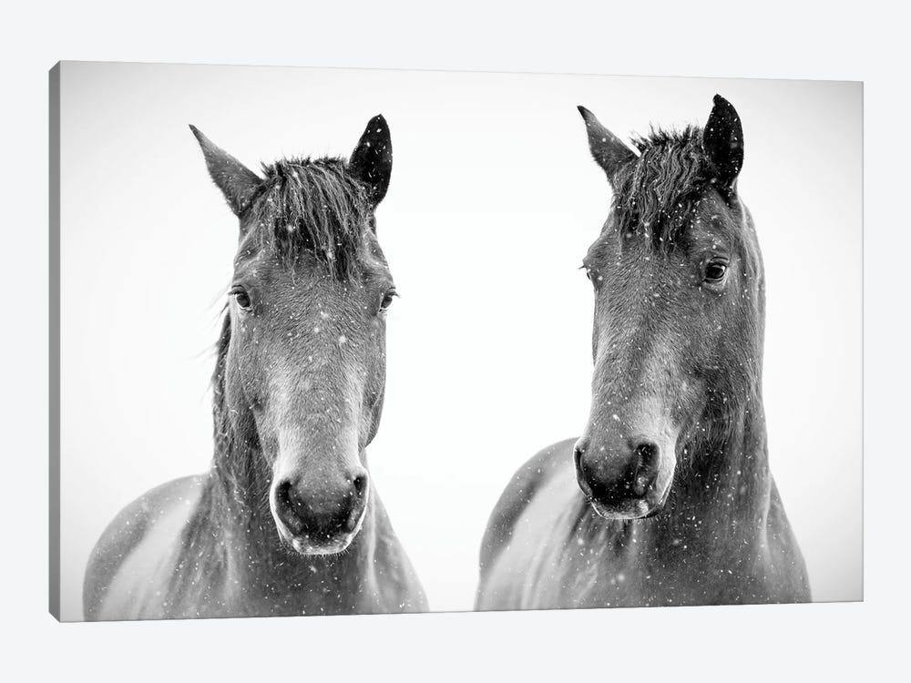 Brothers Ponies by Nik Rave 1-piece Canvas Art Print