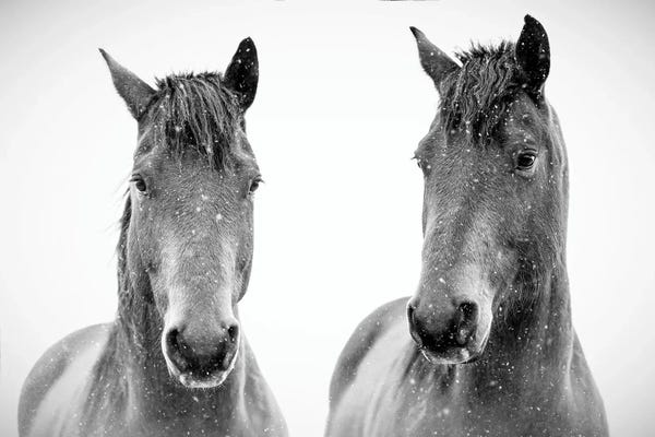 Nik Rave: Brothers Ponies by Nik Rave