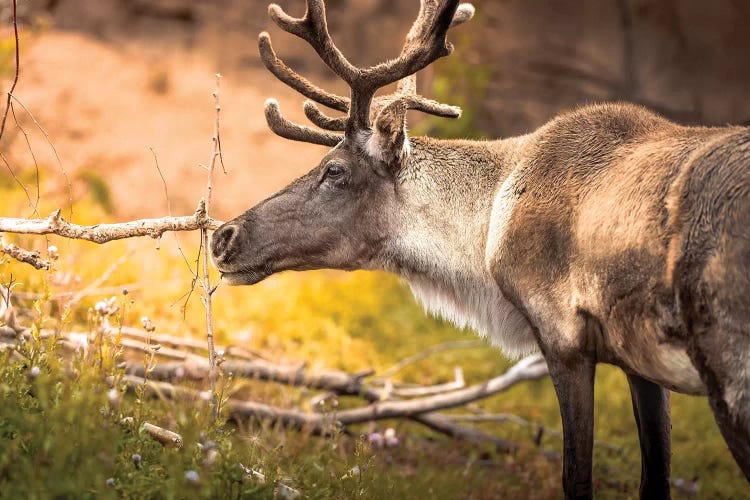 Woodland Caribou On Sunny Evening