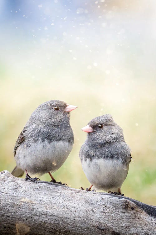 2 Birds On The Bench