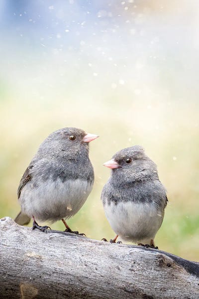 Nik Rave: 2 Birds On The Bench by Nik Rave