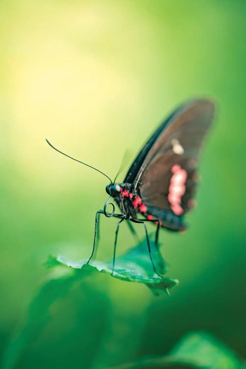 Butterfly In Sunrise Light