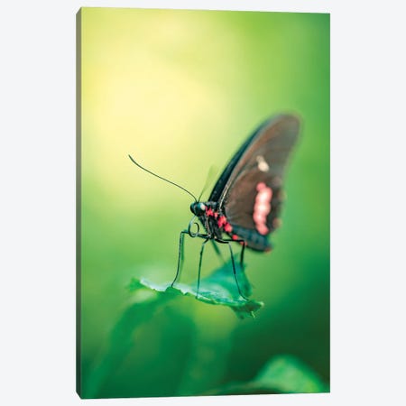 Butterfly In Sunrise Light Canvas Print #NRV581} by Nik Rave Art Print