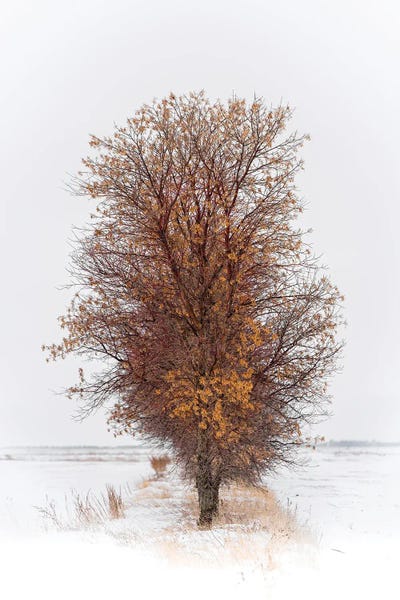 Beautiful Tree In Winter by Nik Rave framed canvas print