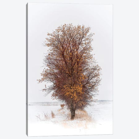Beautiful Tree In Winter Canvas Print #NRV582} by Nik Rave Canvas Art Print