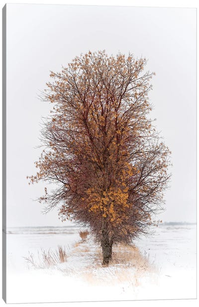 Beautiful Tree In Winter Canvas Art Print - Nik Rave