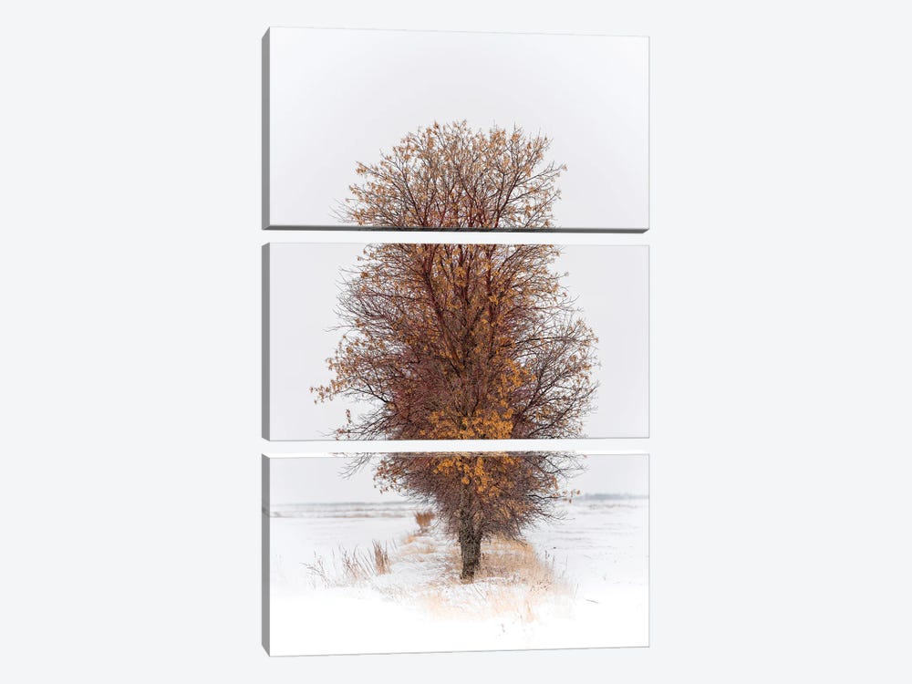 Beautiful Tree In Winter by Nik Rave 3-piece Canvas Artwork