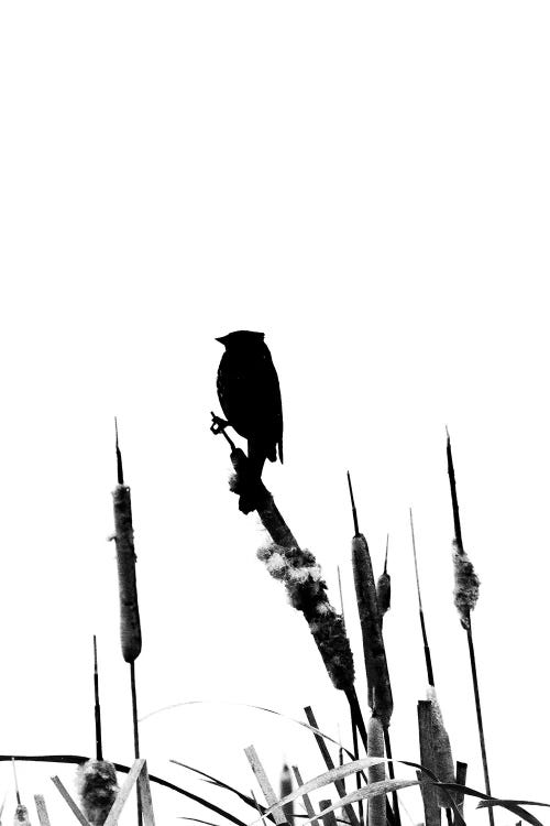 Black And White Silhouette Of A Bird On The Cattail