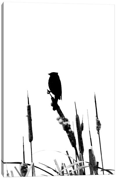Black And White Silhouette Of A Bird On The Cattail Canvas Art Print - Nik Rave