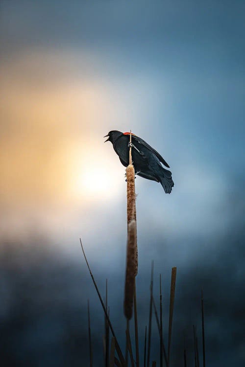 Blackbird Singing Song At Sunset