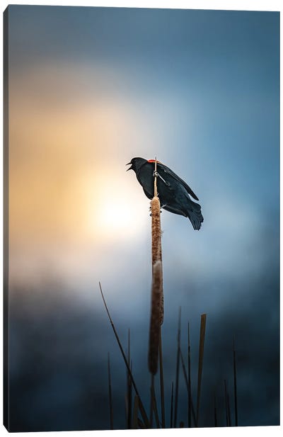 Blackbird Singing Song At Sunset Canvas Art Print - Nik Rave