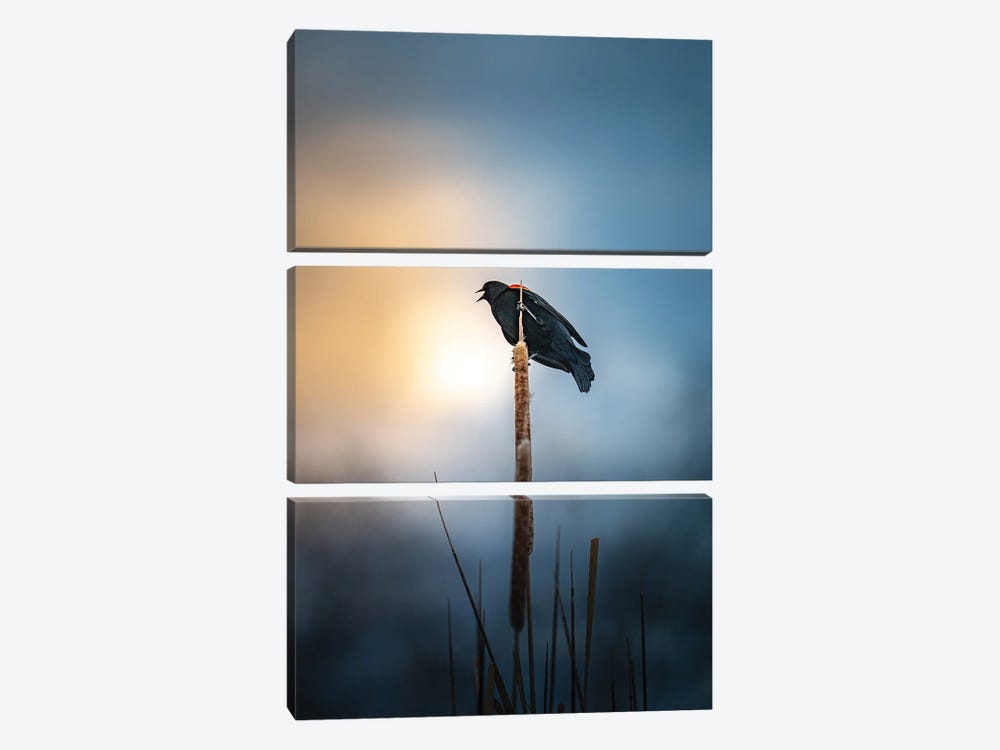 Blackbird Singing Song At Sunset by Nik Rave 3-piece Canvas Art Print