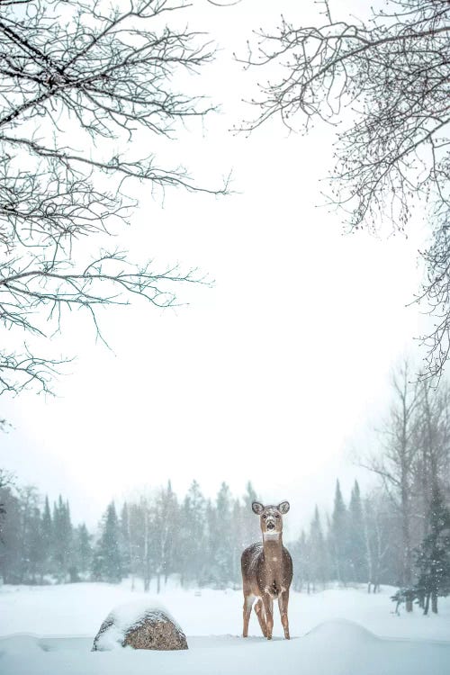 Deer In Deep Snow