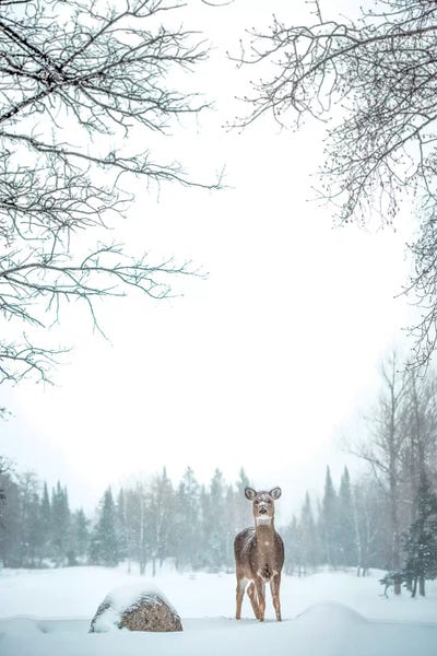 Nik Rave: Deer In Deep Snow by Nik Rave