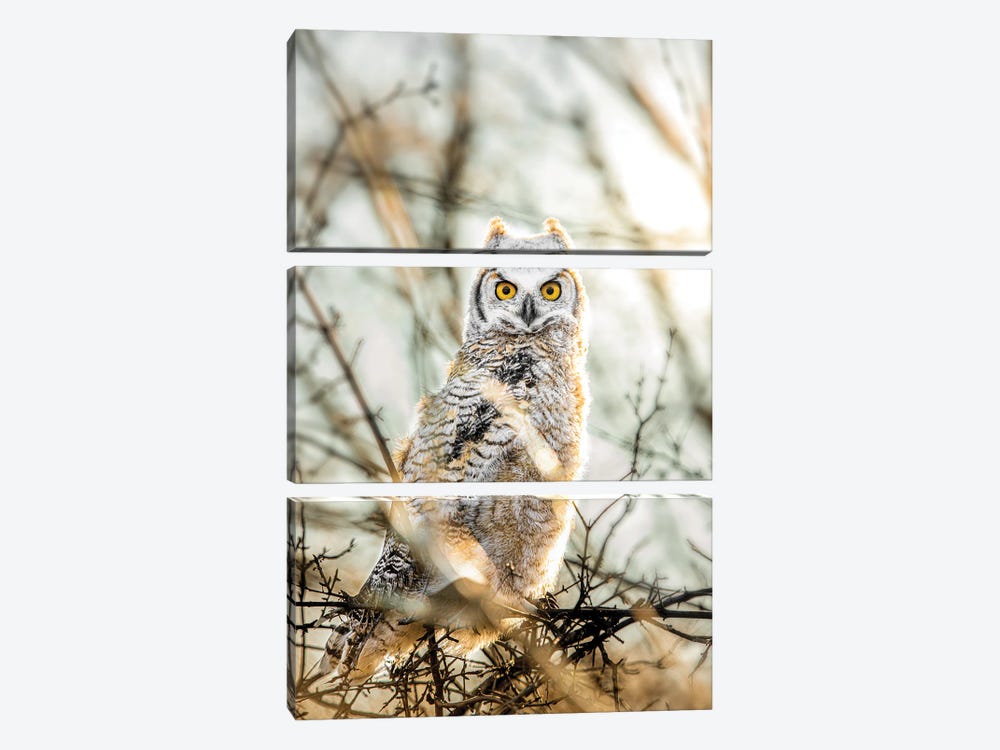 Owl At Sunrice by Nik Rave 3-piece Canvas Print
