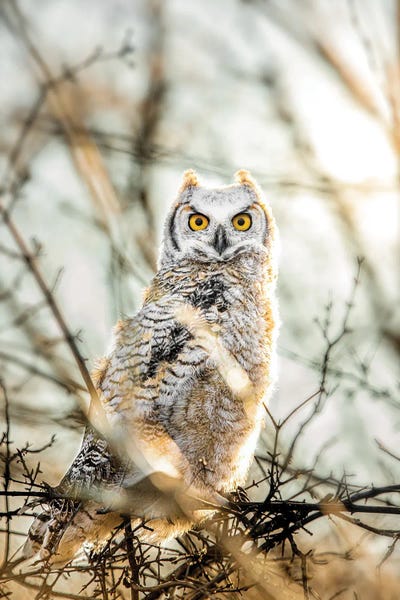 Nik Rave: Owl At Sunrice by Nik Rave