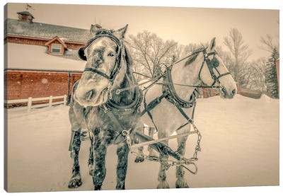 Winter Harnessed Horses In Black And White Canvas Art Print - Nik Rave
