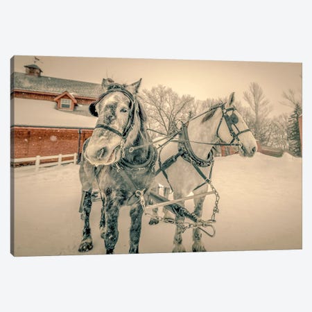 Winter Harnessed Horses In Black And White Canvas Print #NRV5} by Nik Rave Canvas Art
