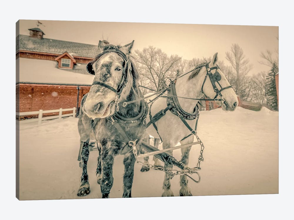Winter Harnessed Horses In Black And White by Nik Rave 1-piece Canvas Art Print