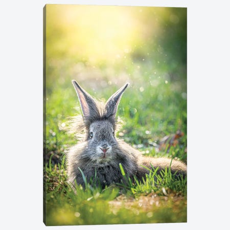 Resting Bunny At Sunset Canvas Print #NRV601} by Nik Rave Canvas Artwork