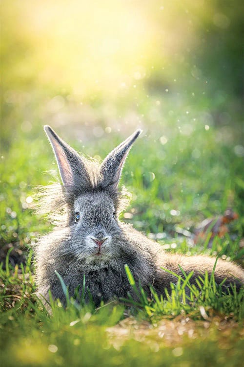 Resting Bunny At Sunset