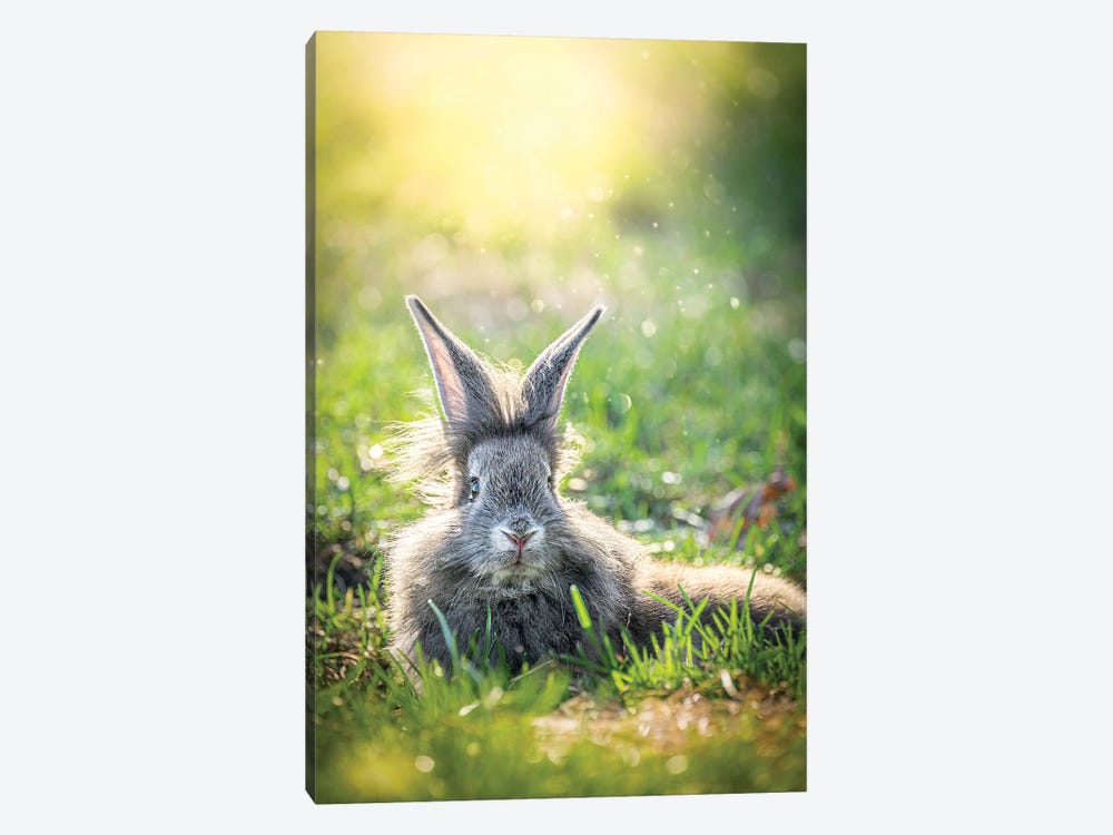 Resting Bunny At Sunset by Nik Rave 1-piece Canvas Print