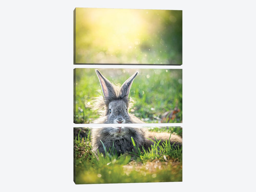 Resting Bunny At Sunset by Nik Rave 3-piece Canvas Art Print