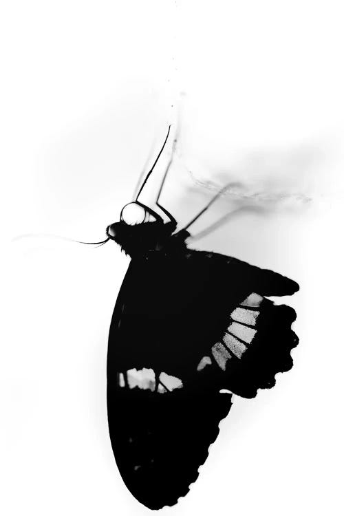 Silhouette Of A Butterfly In Black And White by Nik Rave wall art