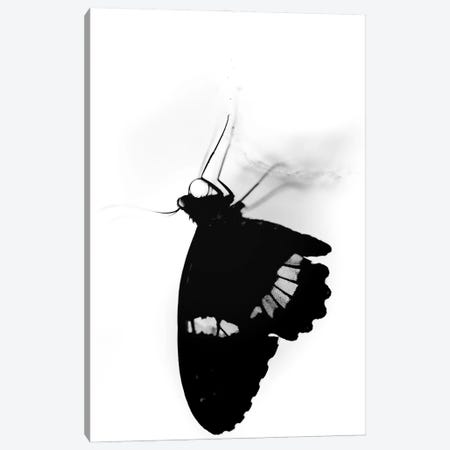 Silhouette Of A Butterfly In Black And White Canvas Print #NRV604} by Nik Rave Canvas Print