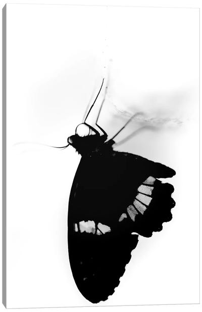 Silhouette Of A Butterfly In Black And White Canvas Art Print - Nik Rave