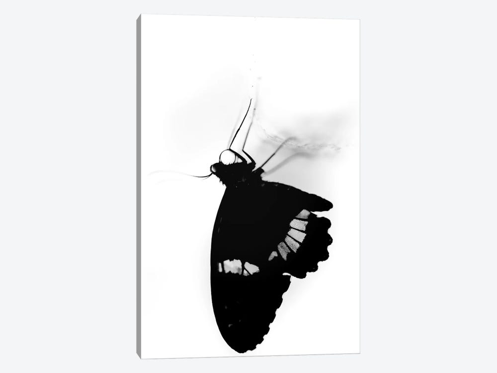 Silhouette Of A Butterfly In Black And White by Nik Rave 1-piece Canvas Wall Art