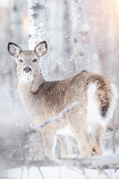 Nik Rave: Winter Dear by Nik Rave