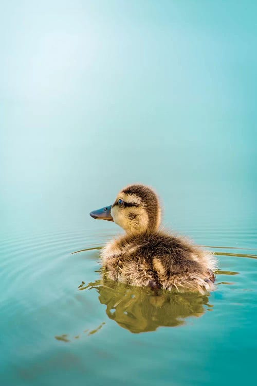 Duckling Cyan Water by Nik Rave wall art