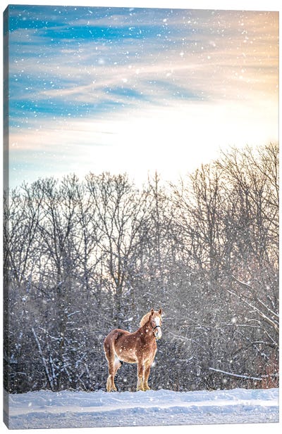 Winter Snow Horse Canvas Art Print - Nik Rave