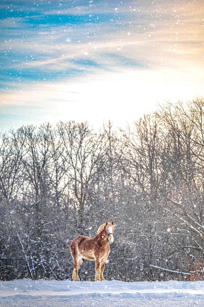 Nik Rave: Winter Snow Horse by Nik Rave